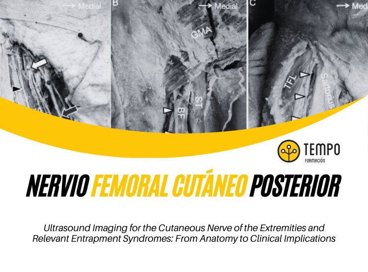 nervio-femoral-cutaneo-posterior-y-ecografia